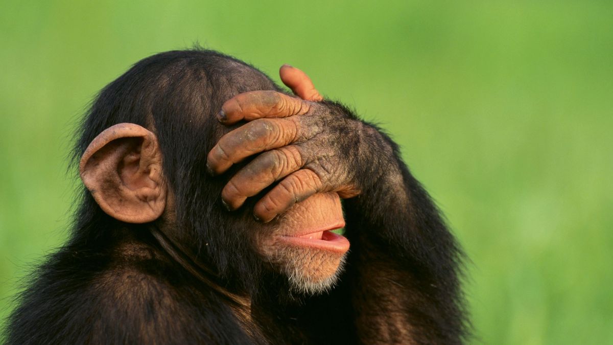 a chimpanzee with its hand over its face on a green background