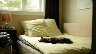 Cat sleeping in owner's bed