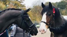 Hovis-Valegro.jpg
