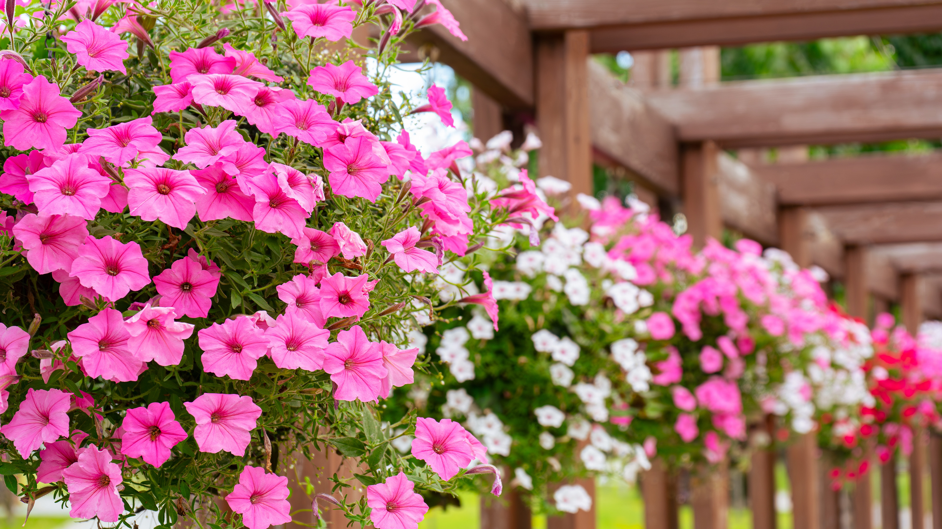 Petunias in hanging basket
