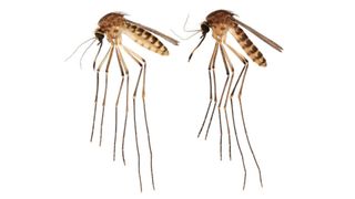 close up photo of two mosquitoes with long thin legs, light tan bodies and dark stripes on their bodies 