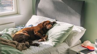 The image shows a large dog sleeping on an unmade bed