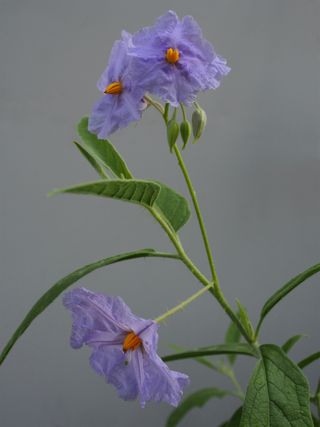 A bush-tomato specimen of the newly discovered species Solanum watneyi.