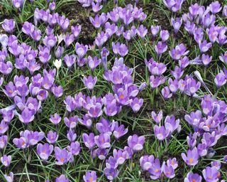 Violet crocus 'Yalta' blooms