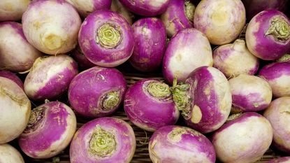 purple turnips in close up