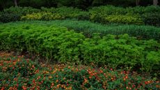 Layered hedge plants, including lantana and pelargonium
