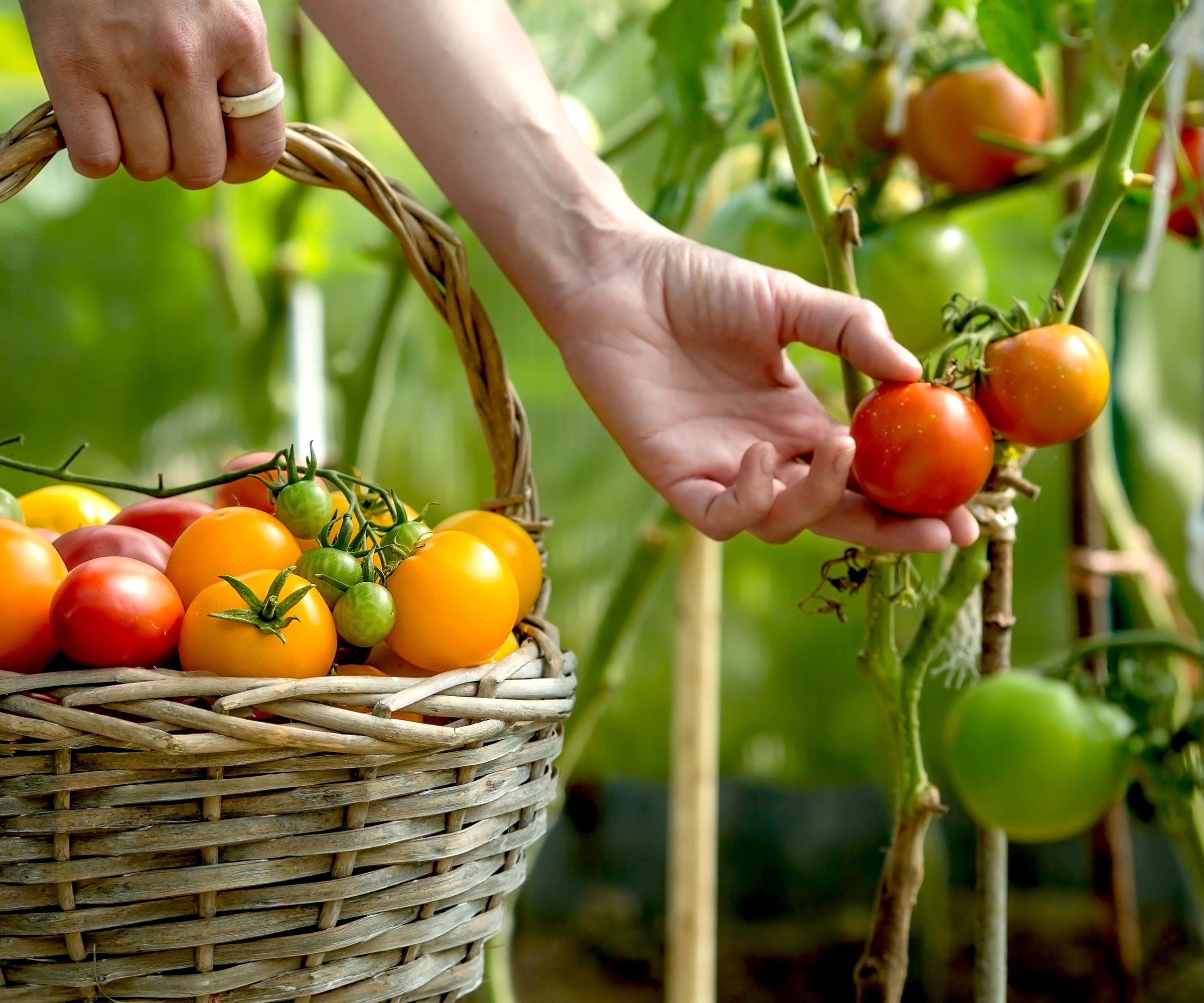 tomato fruits being harvested in summer