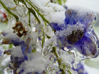 Frozen Over Selphinium Plants