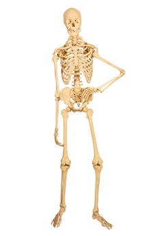 human skeleton