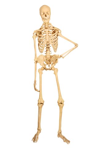 human skeleton