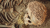 human skeleton with a headdress made of shells