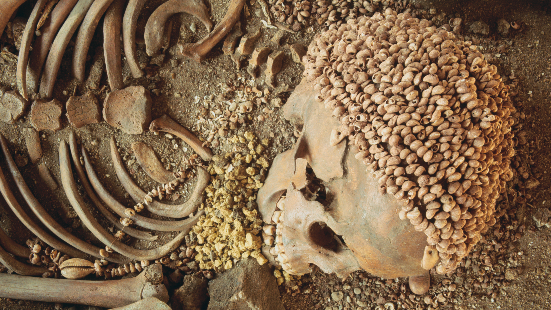 human skeleton with a headdress made of shells