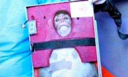 Iran's brave, if petrified, little space monkey.