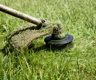 Grass strimmer cutting lawn