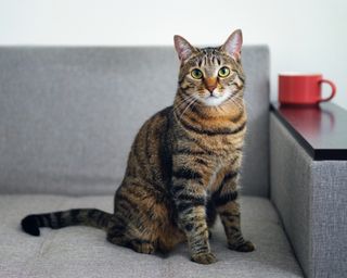 A tabby cat on a gray couch