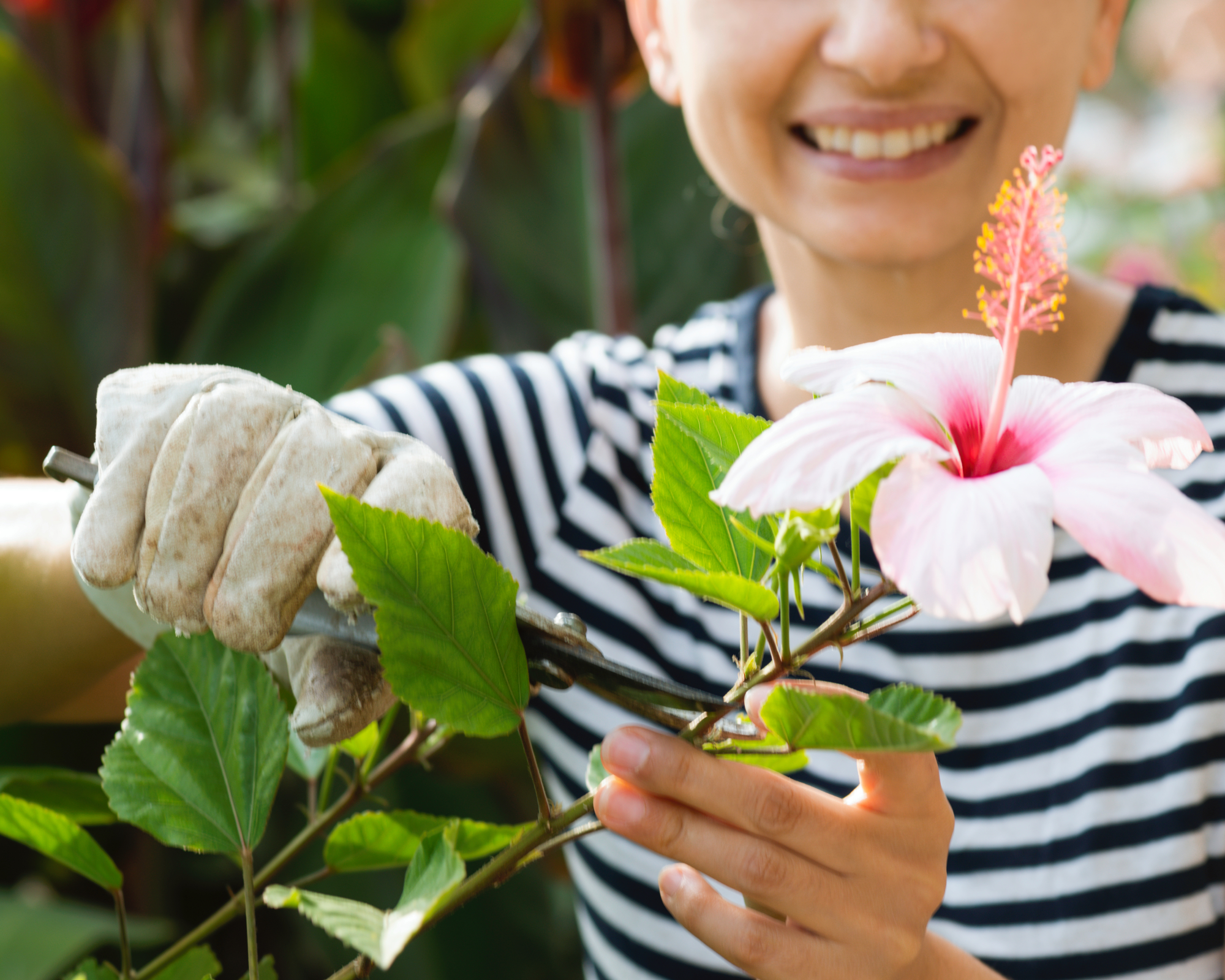 woman pruning hibiscus