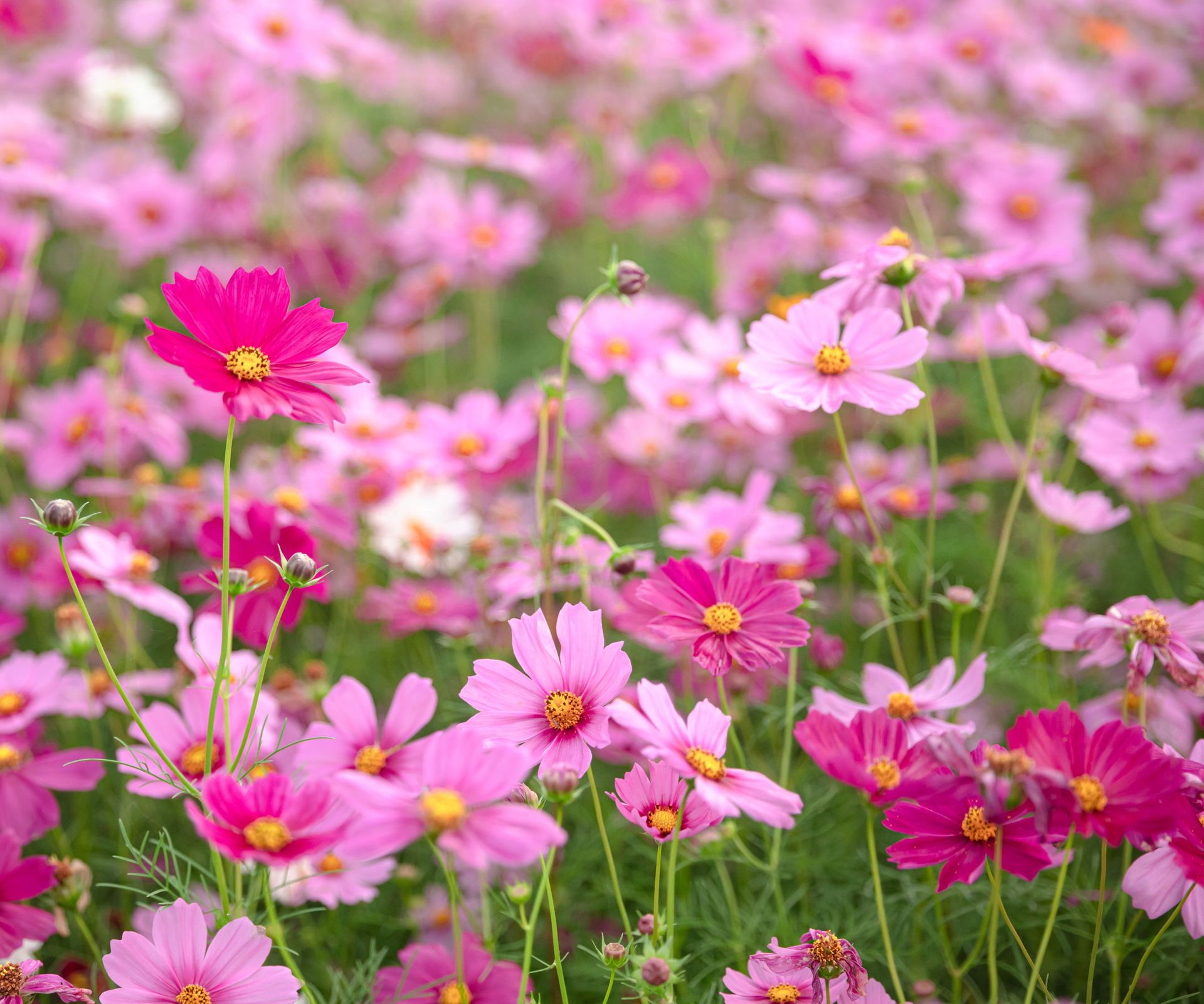 pink cosmos flowers growing in garden