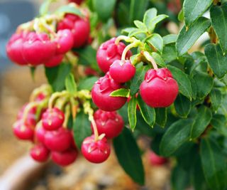 Bright red berries of Gaultheria procumbens (wintergreen)