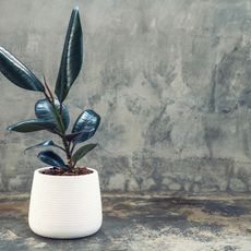 A potted rubber plant