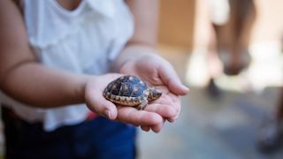 Small turtle in the palm of hands — Best small pets