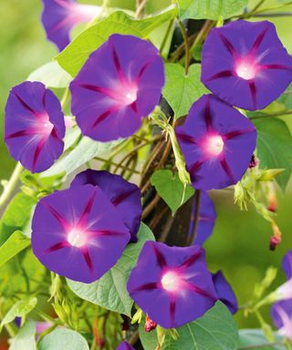 Purple morning glory flowers on vine