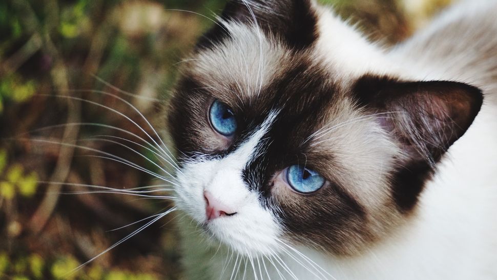 24 most affectionate cat breeds who love a good cuddle PetsRadar