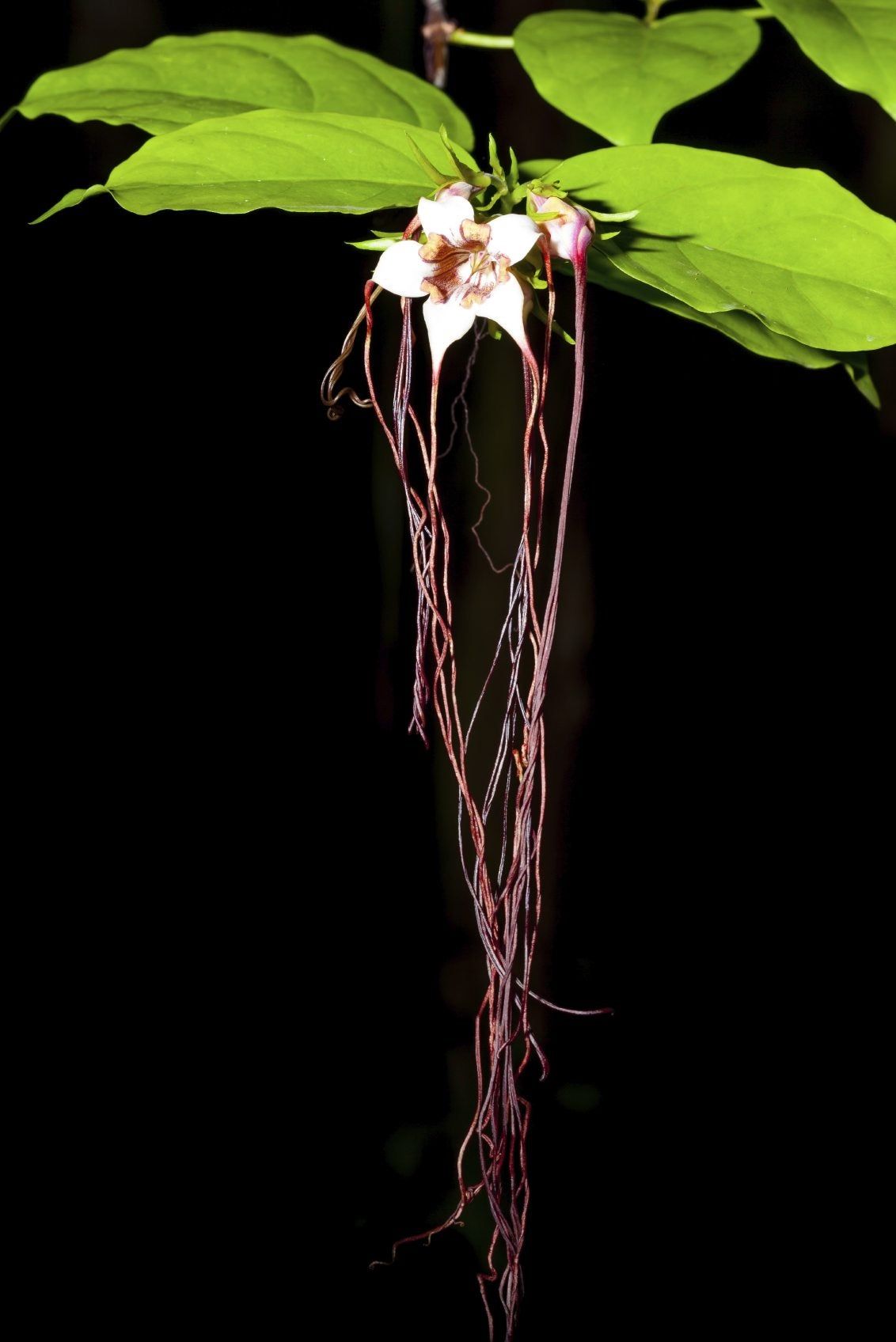 Strophanthus Spider Tresses With Long Streamers Hanging From The Stems