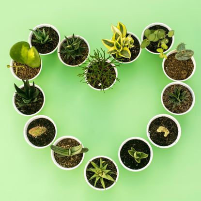 houseplants for Valentine's Day arranged in heart shape