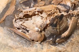 The worn skull bones of a coelacanth fossil