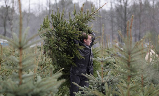 Are Christmas trees bad for the environment? | The Week