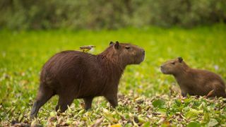 Most unusual pets - two Capybara