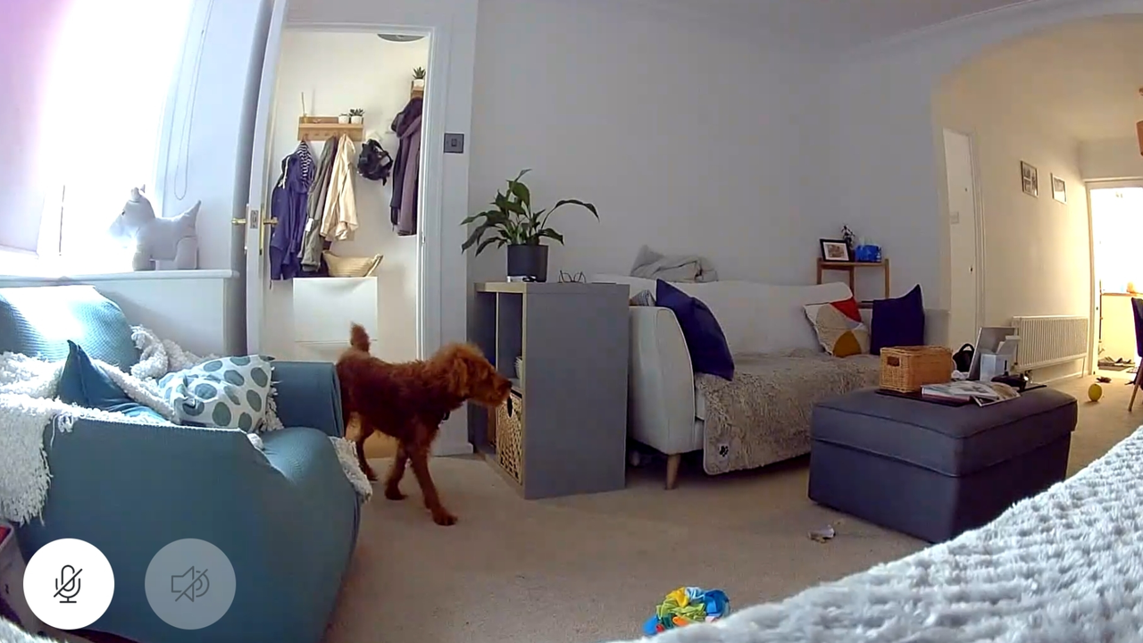 Matthew's view of the Ring Indoor Cam (2nd Gen)