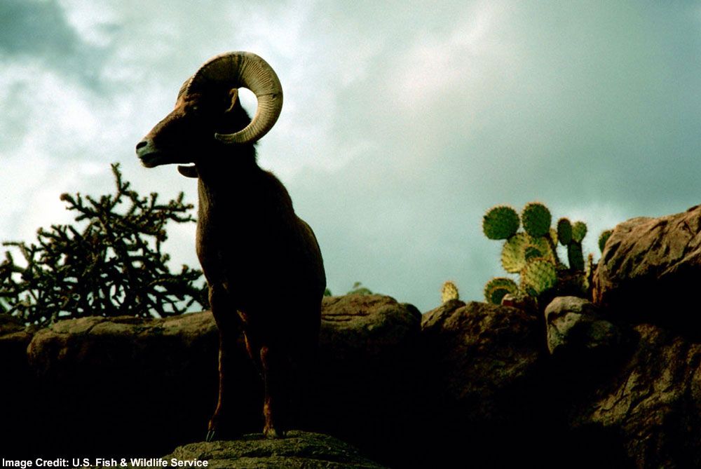 Rams: Facts About Male Bighorn Sheep | Live Science