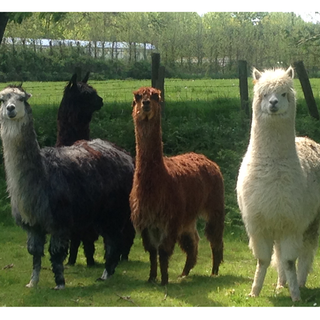 alpaca black white and brown coloured in green land