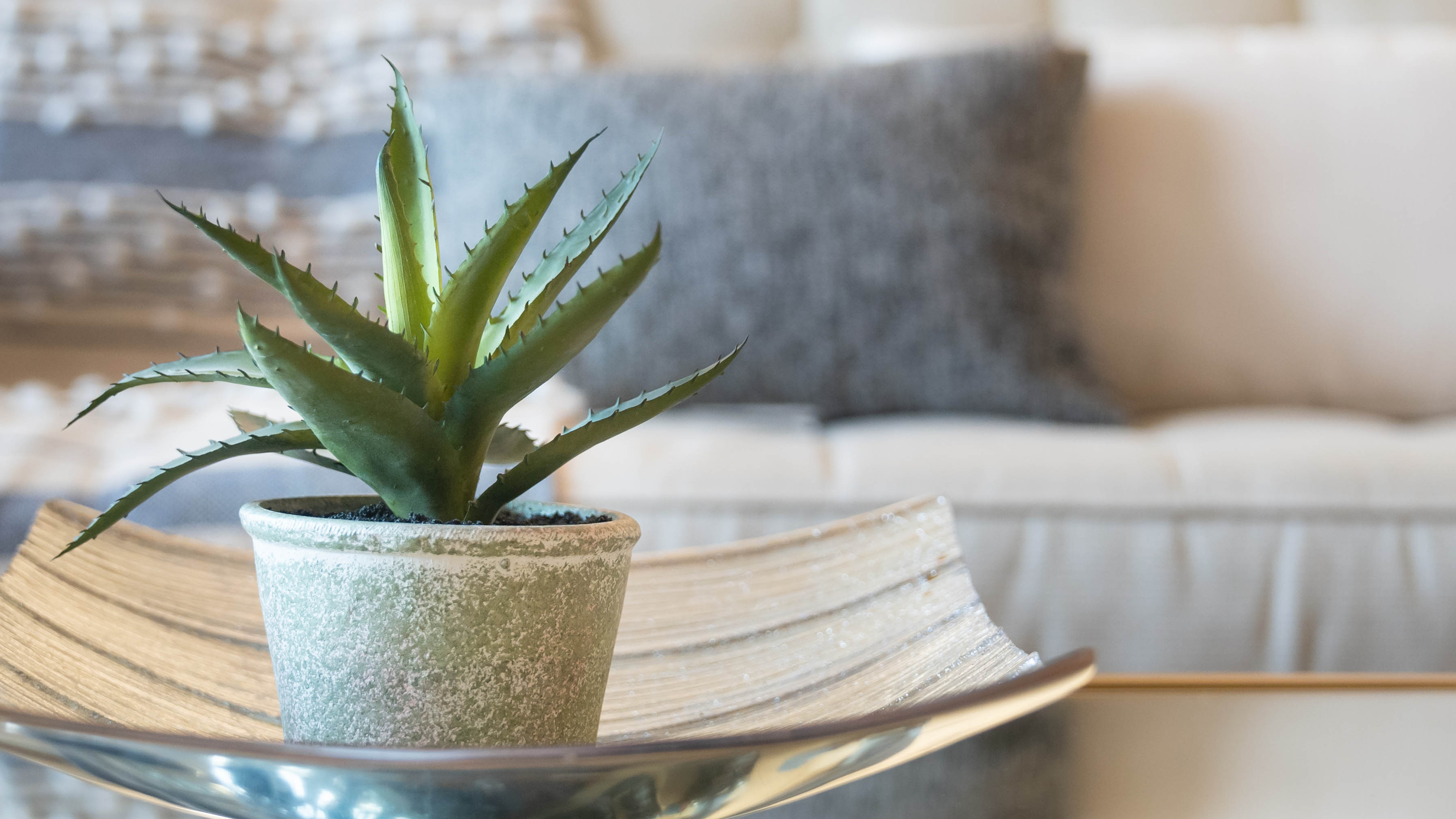 An aloe vera plant on a decorative dish next to a couch