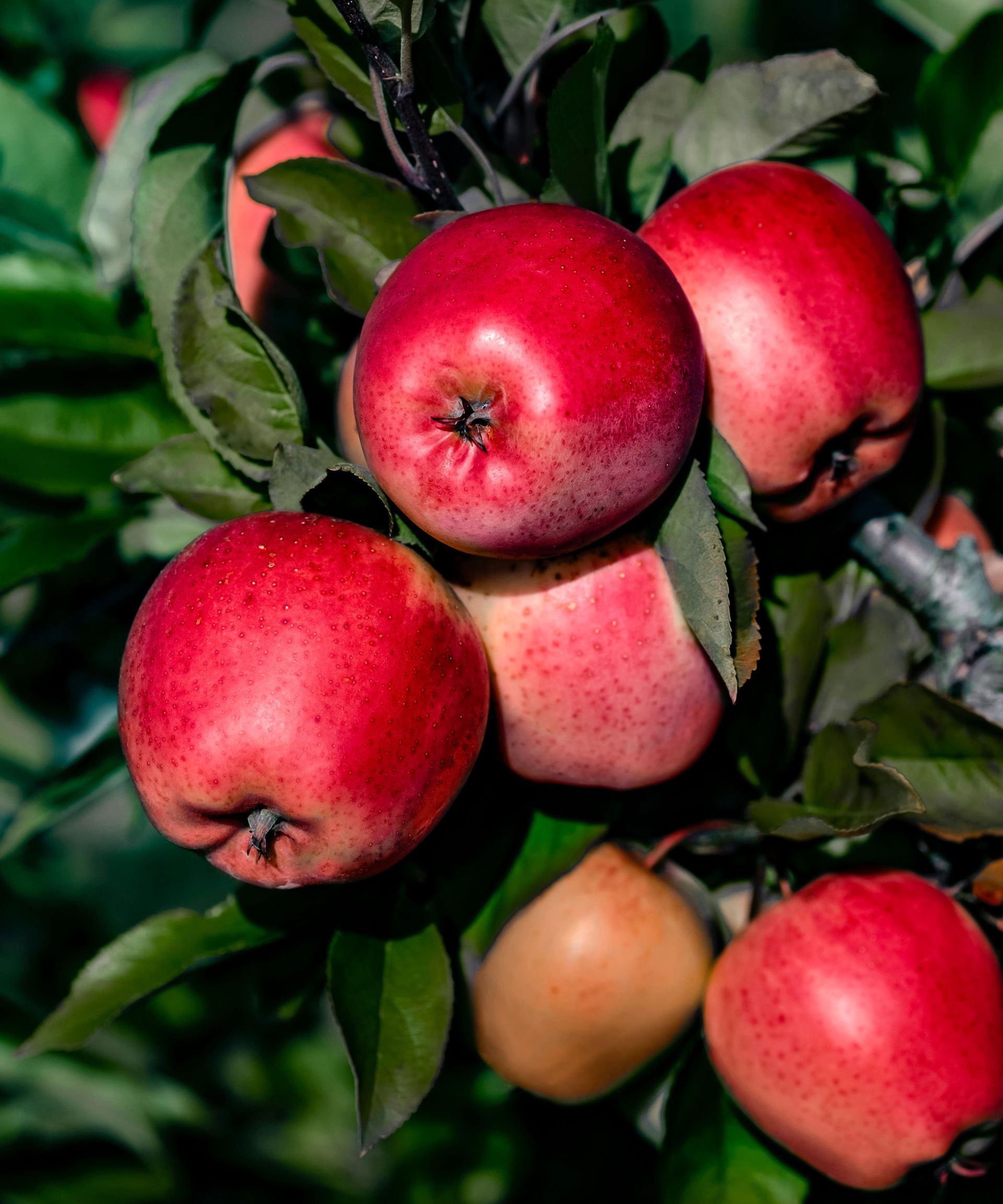 Honeycrisp apple tree with fruit