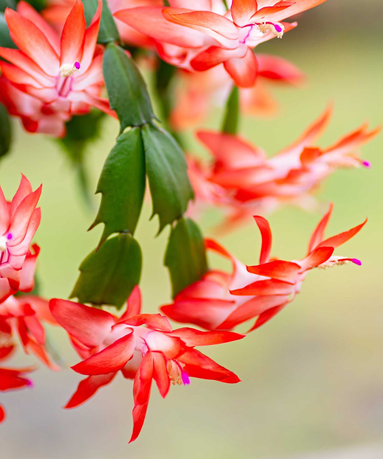 when-should-i-stop-watering-a-christmas-cactus-homes-and-gardens