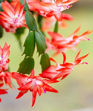 close-up of red Christmas cactus flowers