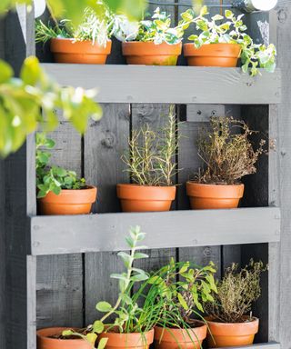 Herbs in small pots arranged in a herb theater