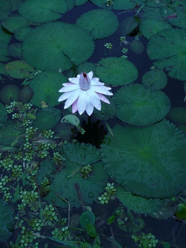 A lotus flower next to the start of stage 4.