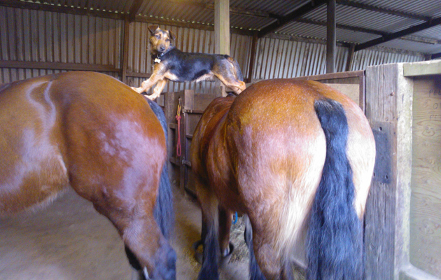 Yolo being very clever....with Patch and Rosie...