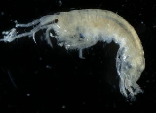 An amphipod, a kind of tiny crustacean that replaced larger, more diverse creatures, in highly acidic water.