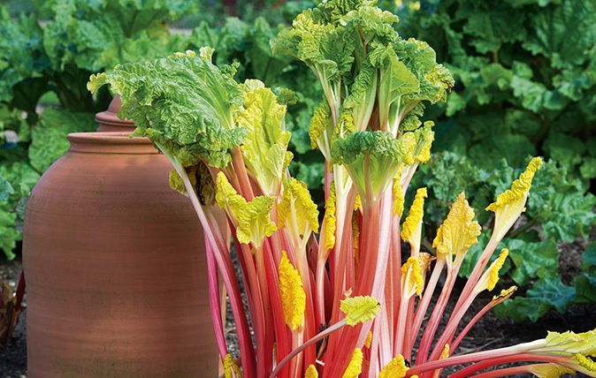 rhubarb