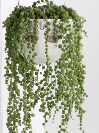 string of pearls indoor hanging plant