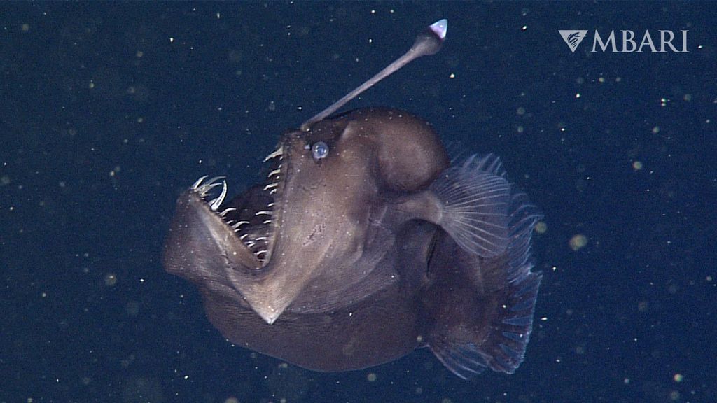 why-do-deep-sea-fish-look-like-aliens-live-science