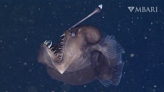 An anglerfish in the deep sea