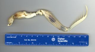 Mantis Shrimp Spearer