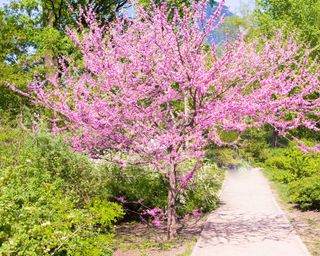 Cercis Canadensis (Eastern Redbud) in blossom in spring
