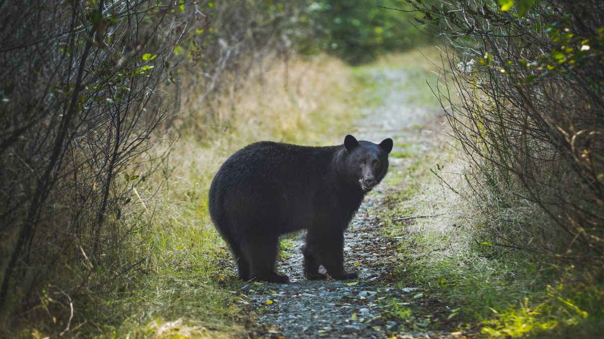 Black bear on trail