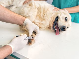 A dog lays on its side while a person clips their nails.